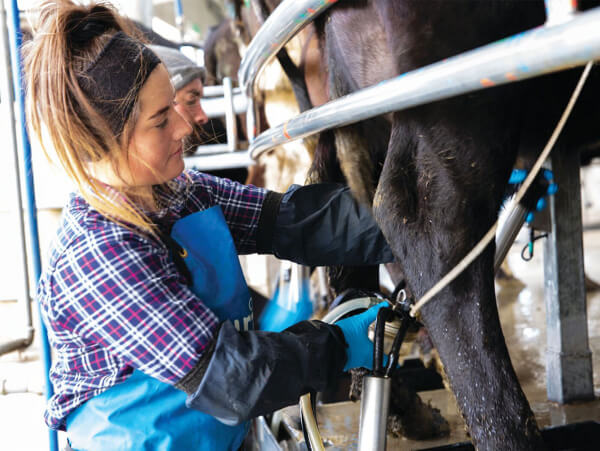 Empleo: Personal para granjas de vacas